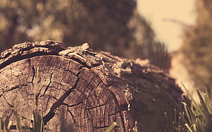 selective focus photography of wood slab