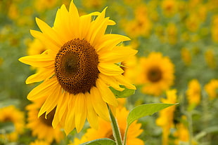 shallow focus photograph of yellow sunflower field