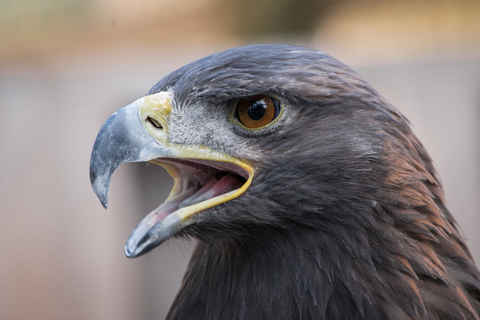 black Eagle, golden eagle HD wallpaper