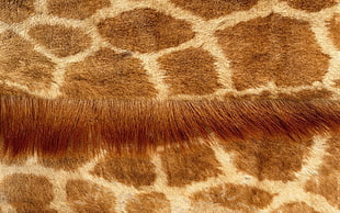 closeup photo of beige and brown area rug