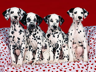 four Dalmatian puppies on white and red textile