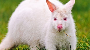 albino kangaroo HD wallpaper