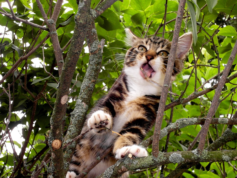 white and brown cat HD wallpaper