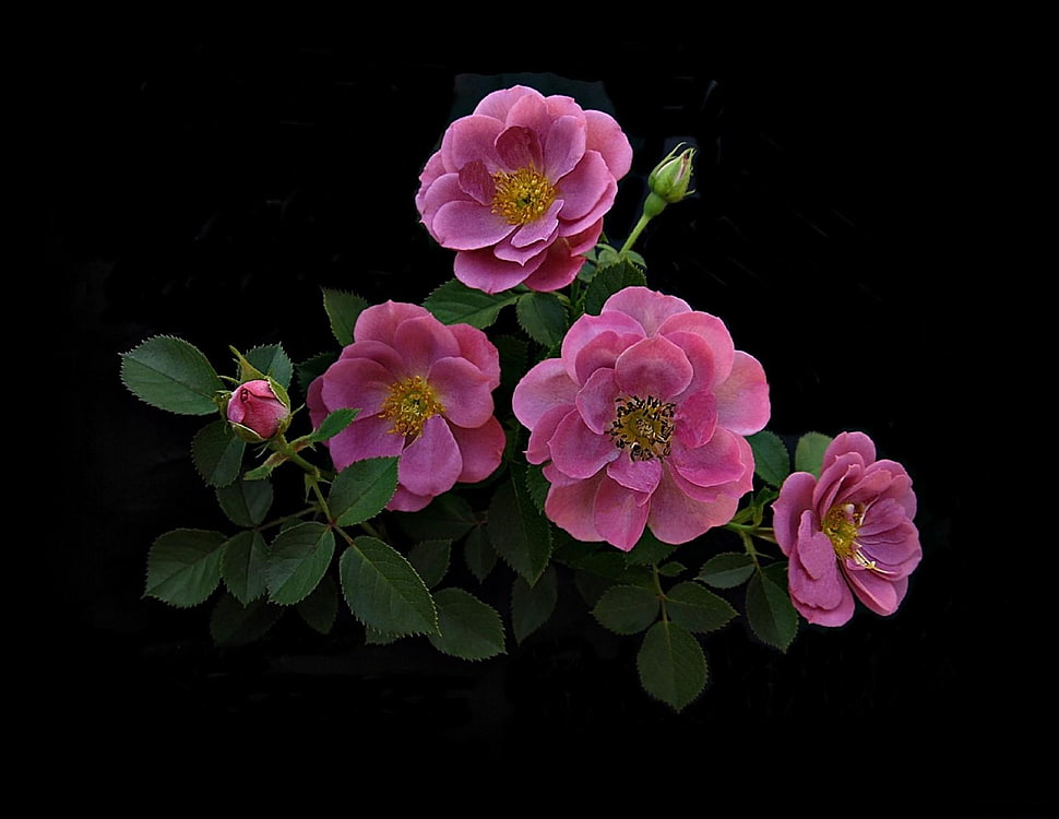 four pink flowers with leaves on top of black surface HD wallpaper