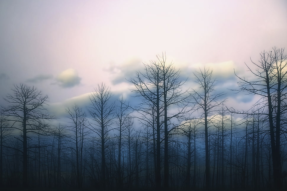 bare tree forest under cloudy sky HD wallpaper
