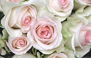white-and-pink rose flowers