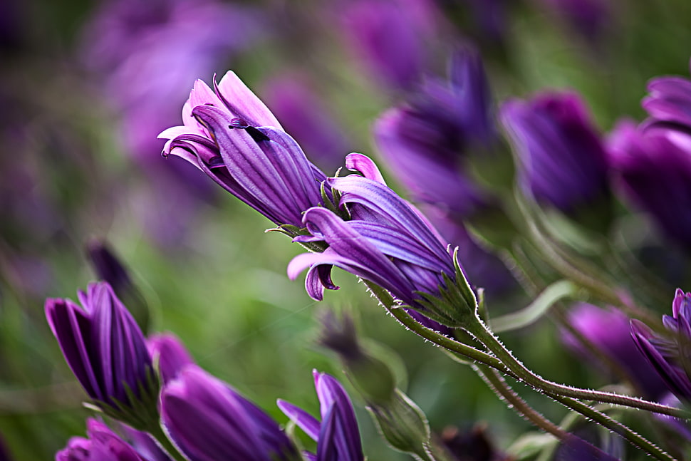 macro-shot photography of purple flower HD wallpaper
