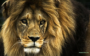 lion digital wallpaper, lion, animals, nature, big cats