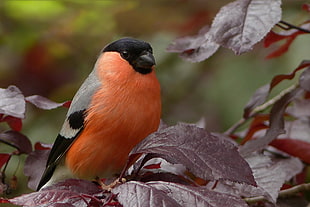 red and gray belly with black beak bird on purple leaf