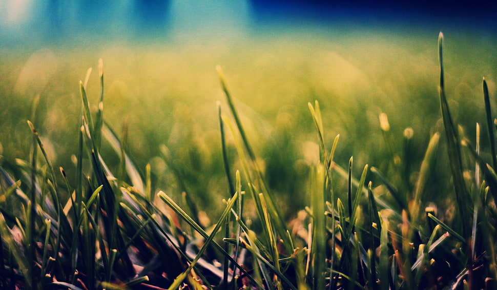selective focus of a green grass HD wallpaper