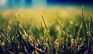 selective focus of a green grass