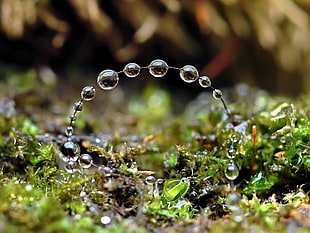 macro photography of water dew forming arc