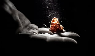 brown butterfly, hands, butterfly, selective coloring, simple background HD wallpaper
