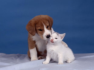 photo of dog and cat with blue background