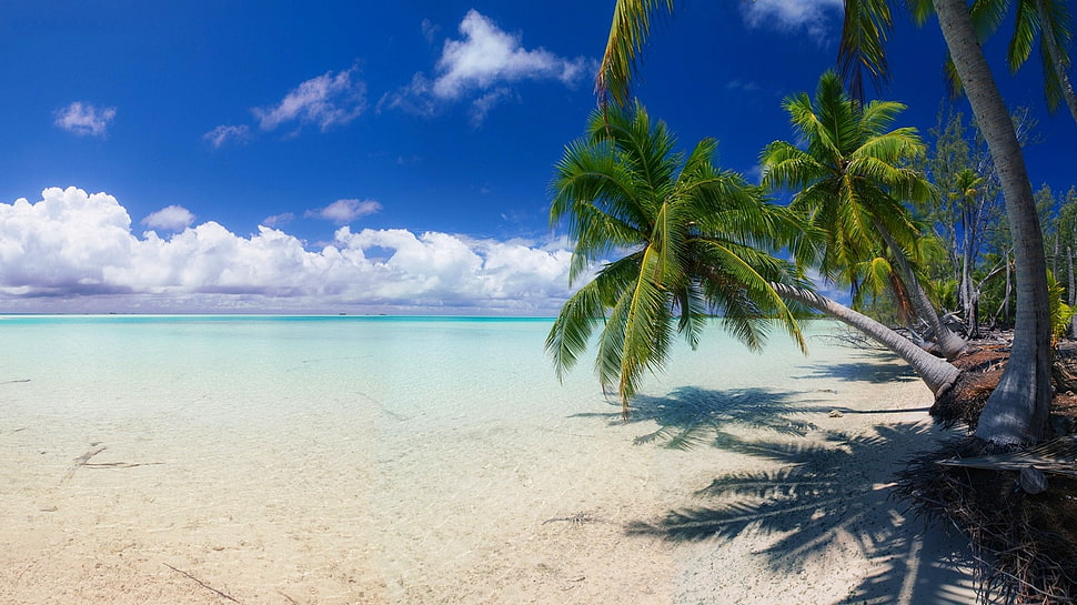 green palm trees, nature, landscape, beach, white HD wallpaper