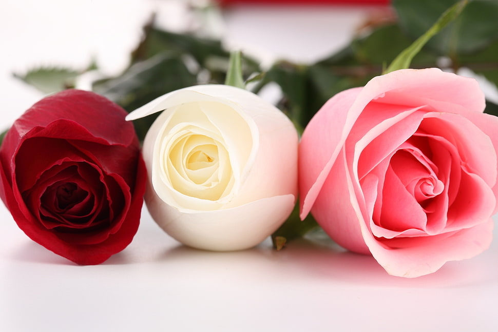 red, white, and pink roses table decor HD wallpaper