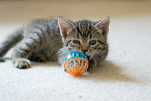silver tabby kitten with rattle ball on the floor, cats
