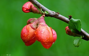 red petaled flowering plant