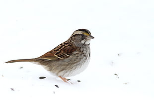 photography of brown sparrow, white-throated sparrow