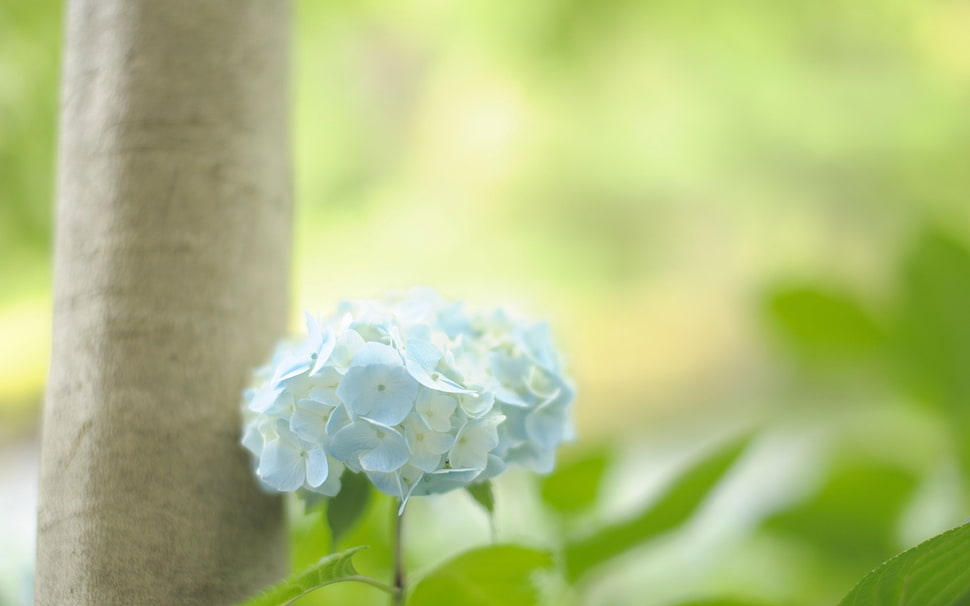 selective focus of white petaled flowers HD wallpaper