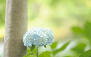 selective focus of white petaled flowers