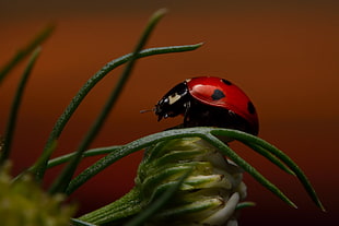 red and black bug on green leaf plant, ladybug