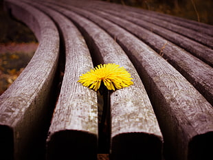 yellow Dandelion flower in bloom on brown wood planks