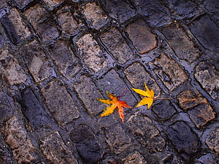 orange and yellow leaves on gray metal surface HD wallpaper