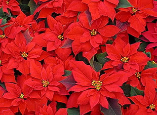 close up photo of Poinsettia flower