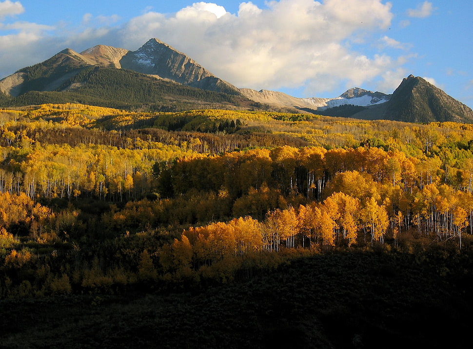 landscape photography of green and yellow leaf trees in distance of mountain HD wallpaper