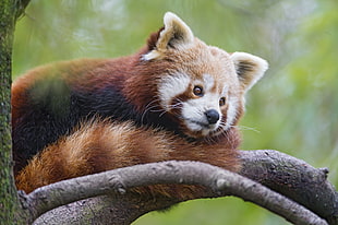 red panda, Red panda, 4K HD wallpaper