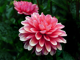 close up photography of pink petal flower, dahlia