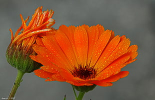 two orange and green flower