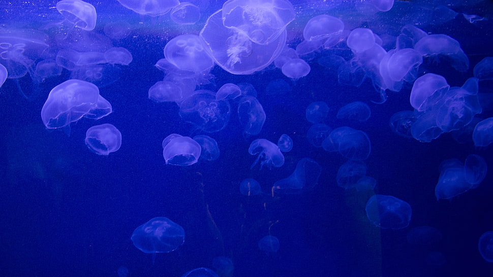jellyfish, nature, sea, underwater, jellyfish HD wallpaper