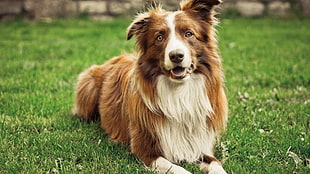 adult tan and white corder collie, dog, Border Collie, animals, grass