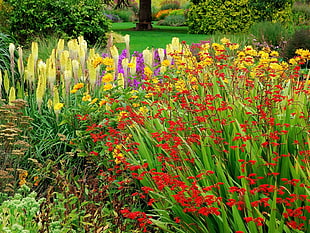 assorted-color flower lot