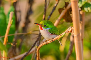 green small bird perchin on branch during daytime, cuban tody