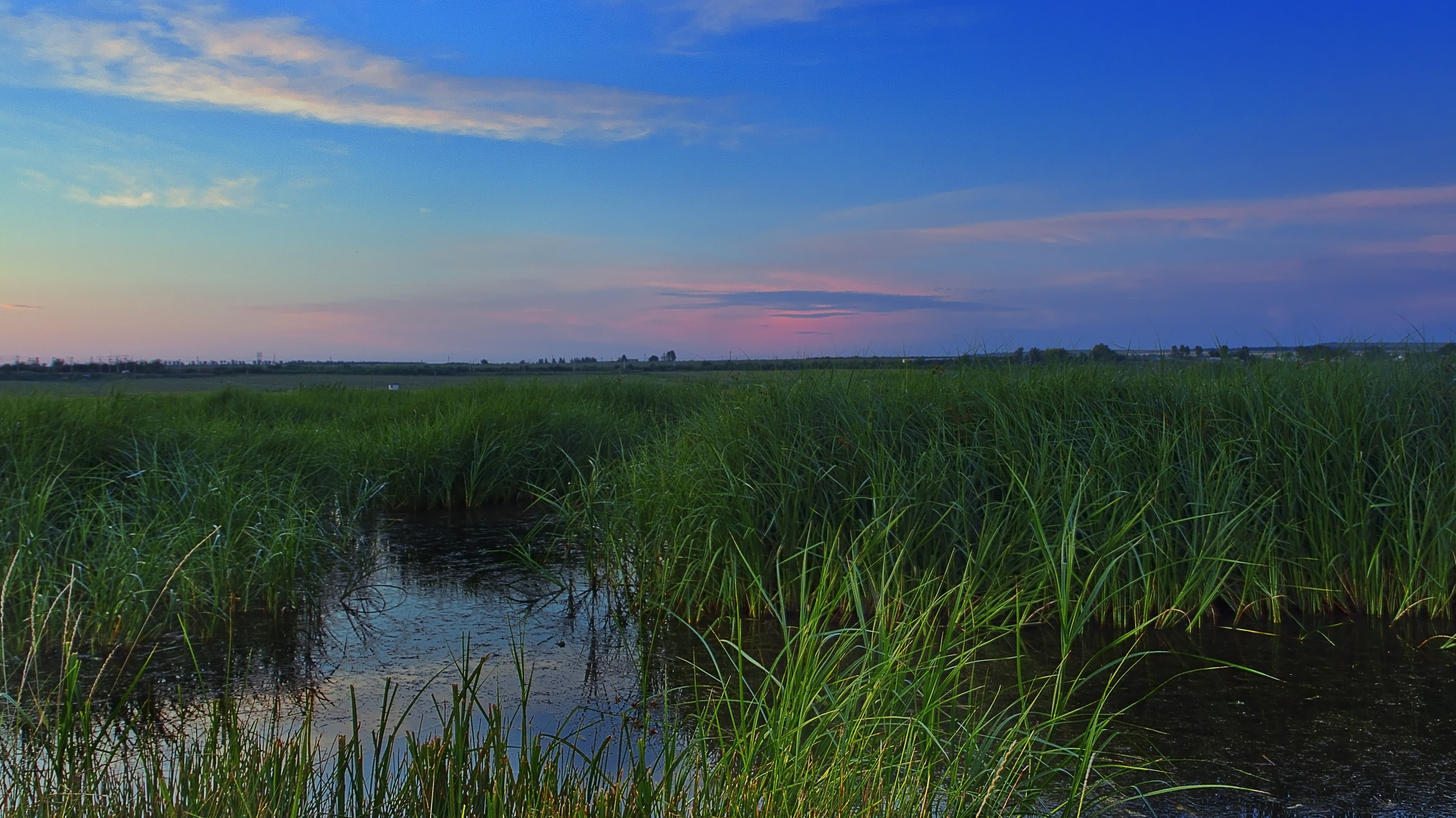 green grass field on body of water under blue cloudy sky