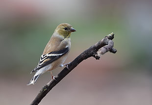 selective photography of brown bird on tree branch, american goldfinch