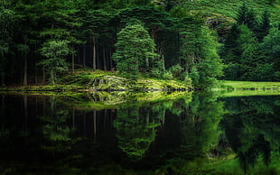 green leafed trees, nature, landscape, mirror, water