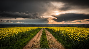 yellow Rapeseed flower field at sunset