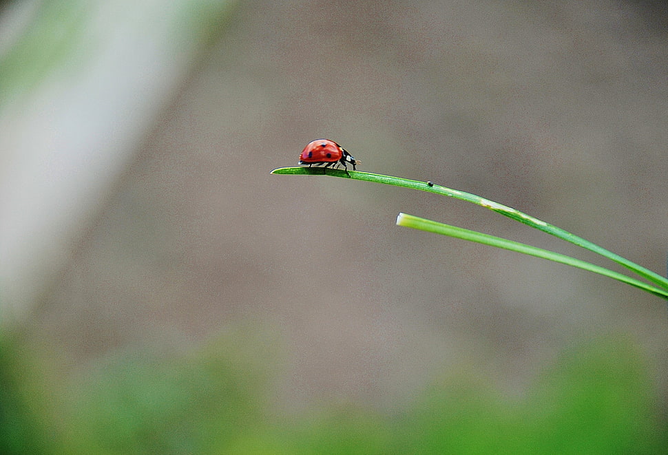 Lady Bug on green leaf HD wallpaper