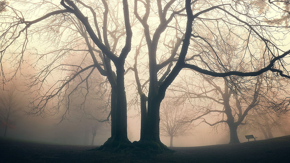 withered tree, mist, trees, bench HD wallpaper