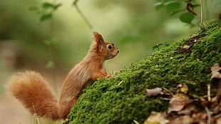 photography of brown squirrel HD wallpaper