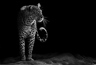 silhouette photo of leopard