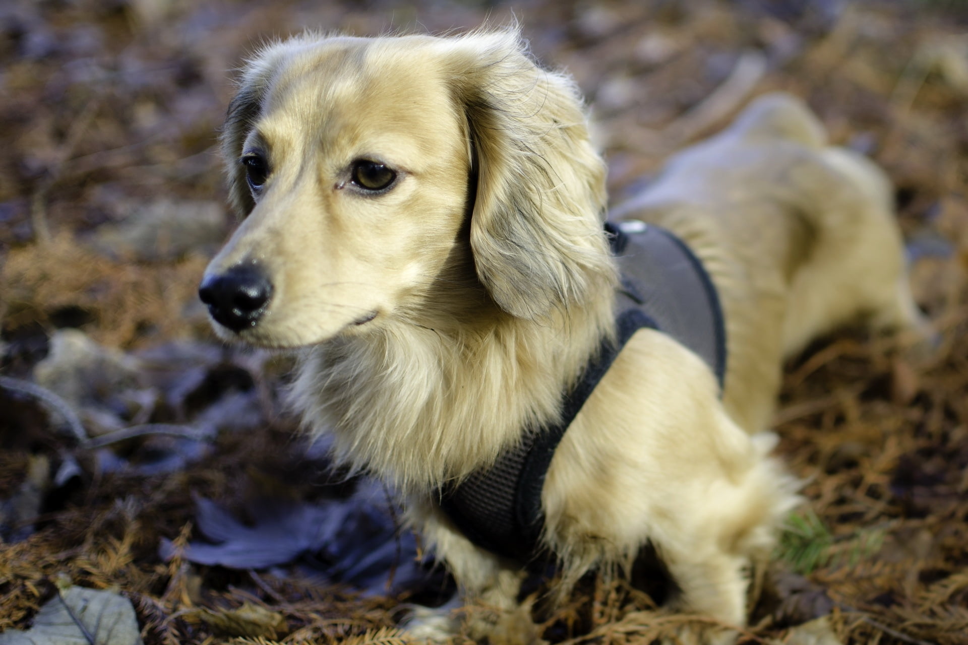 adult cream long haired Dachshund