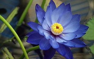 blue Waterlily flower