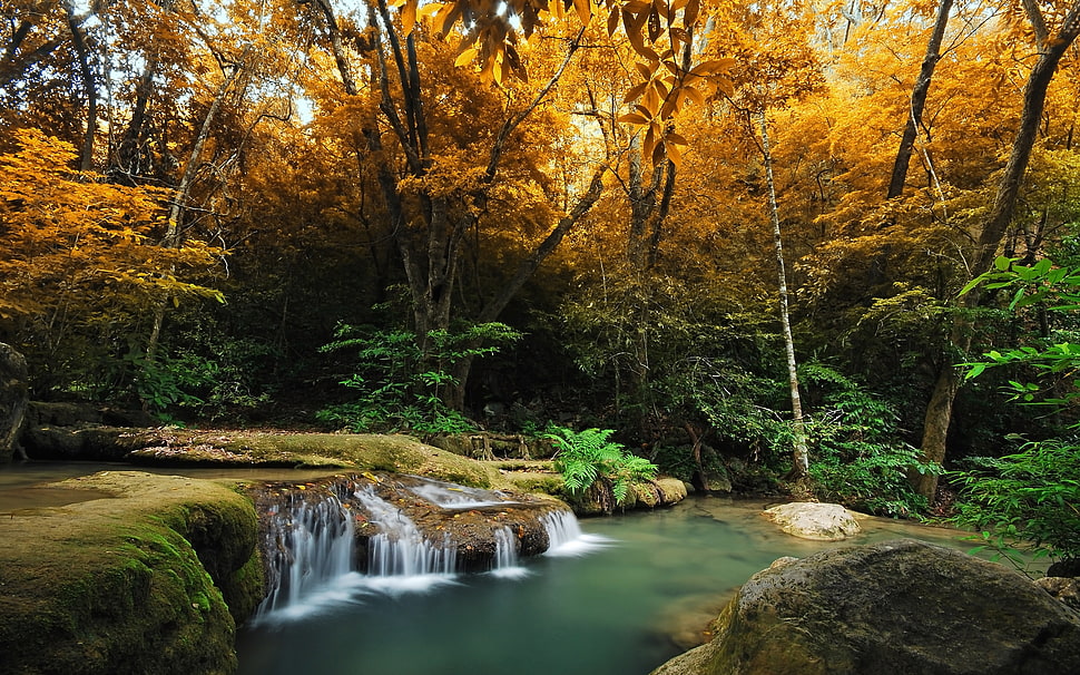 green river surrounded with green and brown trees HD wallpaper