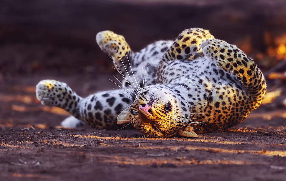 Leopard laying on ground HD wallpaper