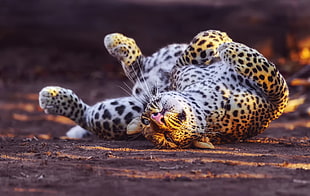 Leopard laying on ground